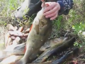 Смотреть всем!Попался Окунь Гигант- 1килограм 330грамм!