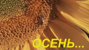 СНЕГ КРУГОМ / МОЕЙ МАЛЫШКЕ ДВА ГОДИКА / НЕМНОГО ОСЕНИ / УРАЛ село