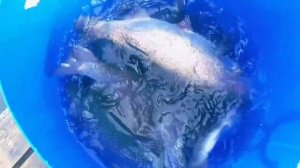 запуск от 12.03.2026