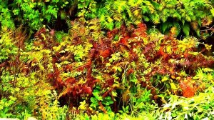 Грусть осени