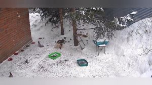 четверг с дикими белками