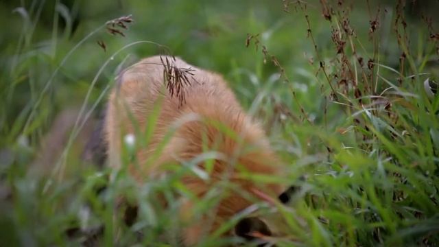 Лисица - друг человека! Всё как у зверей!
