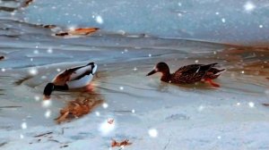 Пою Утиная любовь Автор Мэри Skaz