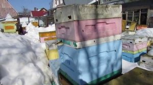 март на пасеке, как перезимовал отводок пчел, где не наращивались пчелы в зиму, 11.03.2026