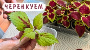 Формирование, черенкование колеусов и плектрантусов. Своевременное черенкование - залог успеха!