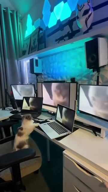 Чипи-чипи, чапа-чапа