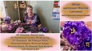 Обзор цветущих Фиалок с розовой пестролистностью!