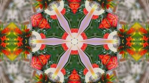 Весна! Очаровательные тюльпаны 7! Киностудия Мудрого Кота Тимофея!