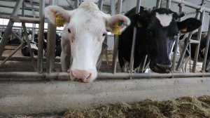 Коротко о важнейших событиях Красноярского края