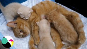 Котята очень голодные и хотят пить молоко.