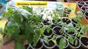 ПОСЕВЫ 2026-65. Выбраковка рассады томатов в стаканчиках.