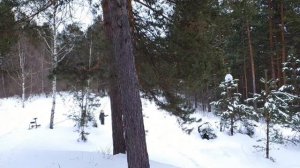 Прогулка по снежному лесу #снег #прогулка #лес