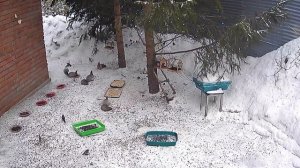 вольные белки