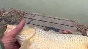 Рыбалка 2025 на карпа и мои первые соревнования !