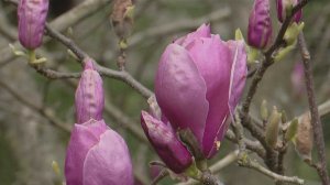 Вековые магнолии зацвели в Сириусе