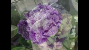 Глоксиния. 12 марта 2026