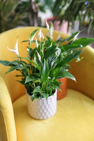 спатифиллум