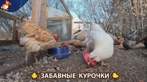 Цыплята и Курочки селяночки лучшие беспородные несушки 🥚 (454)