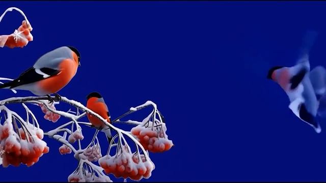 Снегири 1_encoded