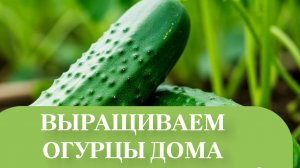 СОРТ КУРАЖ.