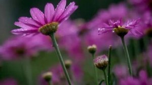 М.828)) Молимся вместе. Единство в церкви.