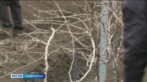 Сады Ставрополья успешно перезимовали