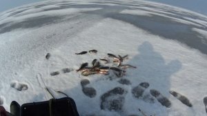 Зеленогорск. Окунь. Рыбалка 12.3.26.