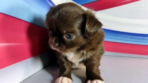 Мари Мистик Анфиса 12.03.26 Владельцы Инга и Михаил СПб #купить_чихуахуа_продаю_щенка +79215950848