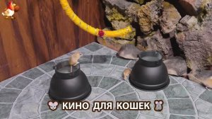 Видео для кошек про крысок развлекать питомцев 🐭🐀😂 (481)