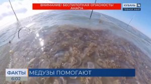 Из медуз в Азовском море могут производить до 260 тыс. тонн коллагена в год