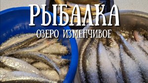 Сахалин - навага как из пушки, но и корюшка поклёвывает