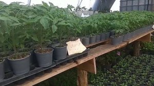 Вот почему у нас НЕ ЖЕЛТЕЮТ ЛИСТЬЯ на рассаде томатов и петунии.