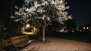 Под черемухой