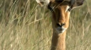 документалка про живой мир