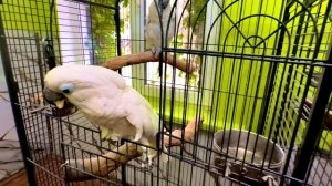 Кеша такой НАГЛЫЙ ПТИЦ, спионерил у Киры печеньку, помакал ее в поилку Жорика и пошел к себе кушать)