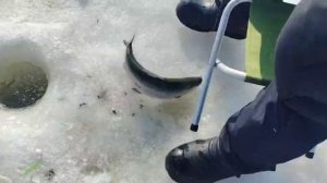 Поимка Форели