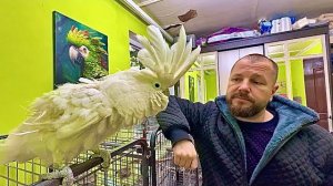 Посмотрите как попугай Жора встретил доктора Василия ПОСЛЕ ОТПУСКА! Прямо соскучился!!!