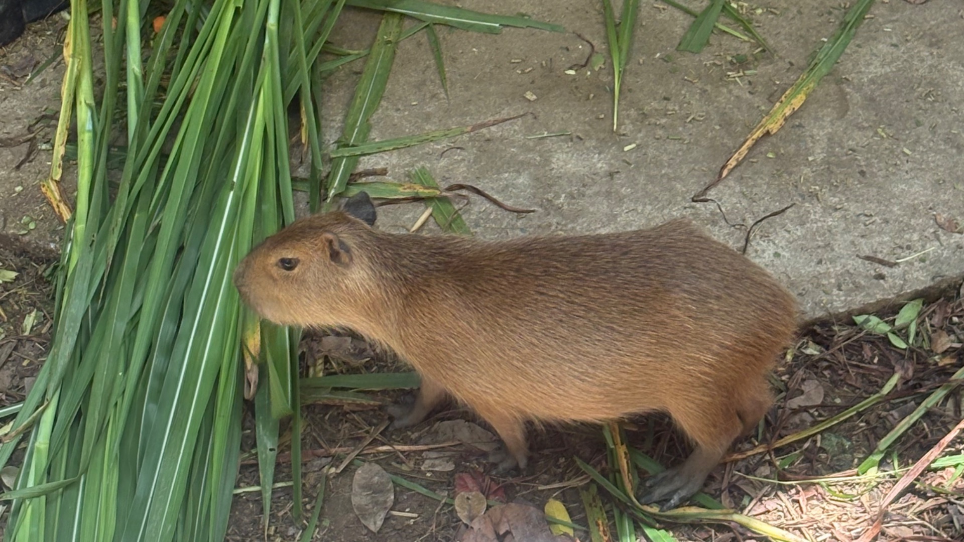 Накхонситхаммарат. Капибары и олени