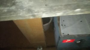 Когда выставлять пчелосемьи из зимовника ? Каждый решает сам !!!