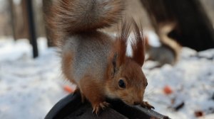 Две белки. Небольшая зарисовка