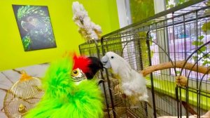 Я знакомлю Кешу и Жорика с новыми попугаями, реакция Кеши и Жоры очень НЕ ОБЫЧНАЯ!!!