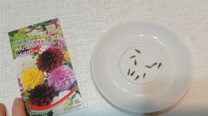 Сею на рассаду однолетние георгины "Маленькая леди".