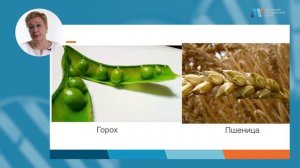 Семя. Строение семени