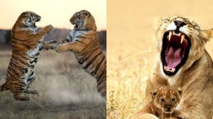 Как работают инстинкты?