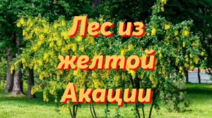 Лес из желтой Акации