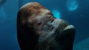 Морской заяц, или лахтак. Моржи. Морж позирует на камеру. Ластоногие пухляши. Московский зоопарк