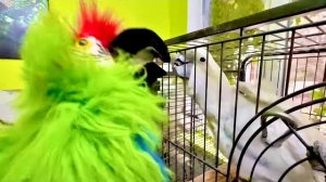 Влад с Ангелиной пришли к попугаям, Жорик прямо ПОЛЮБИЛ зеленого попугая, целует его!