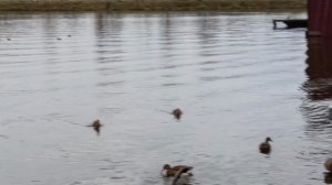 #март и уточки наши плавают