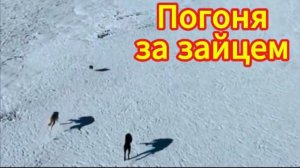 Охота за зайцем.Дикая природа.Съемка с дрона.