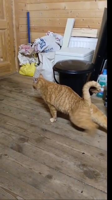 Рыжий разбойник